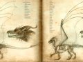 anatomy_of_the_western_dragon_by_katepfeilschiefter-d3iy3c7.jpg